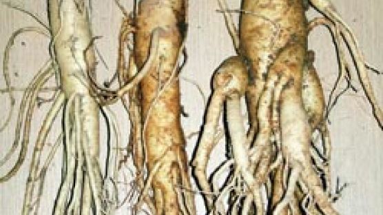 [장바구니리포트] 몸보신 수삼 한 뿌리 … 냉동 보관은 피해야