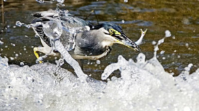 [사진] 해오라기의 날렵한 먹이 사냥