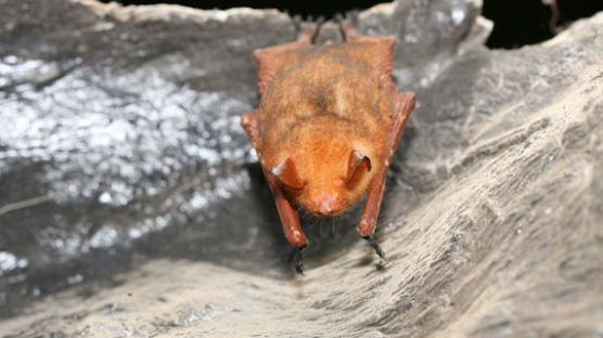 [사진] 동해 천곡동굴서 발견된 황금박쥐