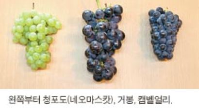 [장바구니리포트] 상주 포도는 일교차 커 당도 높아