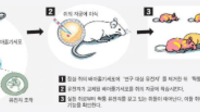 올 노벨의학상에 미국 카페키·스미시스, 영국 에번스 '질병 유전자' 베일 벗겼다