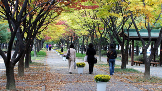대전 3곳 ‘낙엽이 있는 거리’ 운영