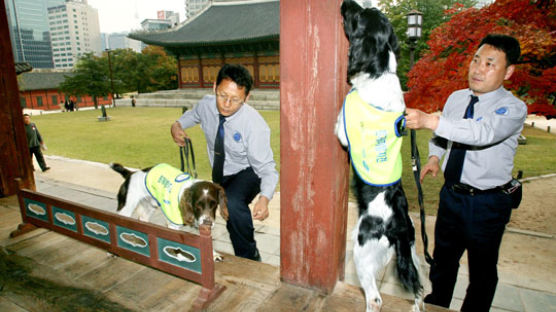 문화재 지킴이 '흰개미 탐지견'