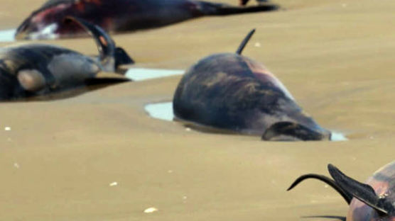 [사진] 이란 해안서 돌고래 집단 자살