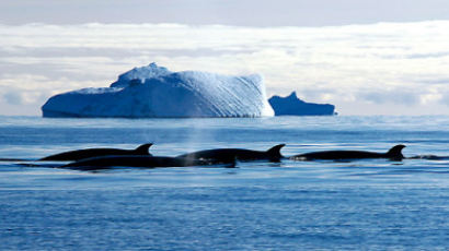 [사진] 수영 즐기는 남극 밍크고래