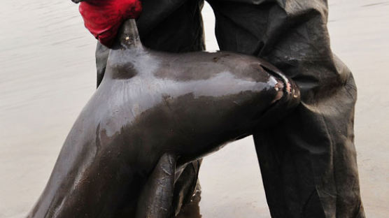 [사진] 폐사된채 태안 해안에서 발견된 새끼돌고래