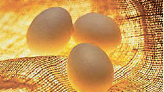[SHOPPING] ‘금값 계란’ 한 알에 평균 200원