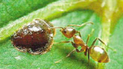 '육식 개미'의 놀라운 '채식' 변신···아르헨 개미들 새 서식지 적응의 비법