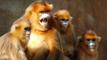 [사진] ‘손오공의 후예’ 황금원숭이
