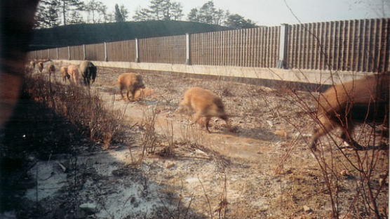 [사진] 고속도로 CCTV에 잡힌 멧돼지 가족