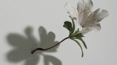 [작은갤러리] 꽃이다, 꽃이 아니다