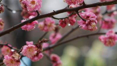 [사진] 홍매화, 봄을 재촉하다