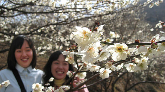 전국 곳곳 봄꽃 축제
