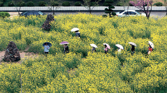 [사진] 유채밭에 핀 우산 꽃