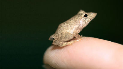 [사진] 초미니 개구리