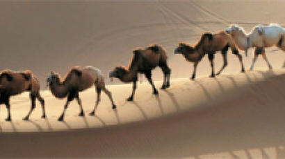 기름 값 뛰자 ‘사막의 배’ 낙타 다시 인기