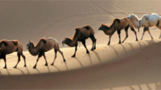기름 값 뛰자 ‘사막의 배’ 낙타 다시 인기