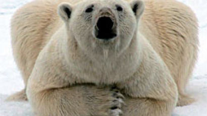 온난화에 쫓기는 북극곰