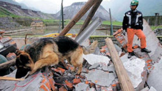 중국 지진서 견공들 맹활약