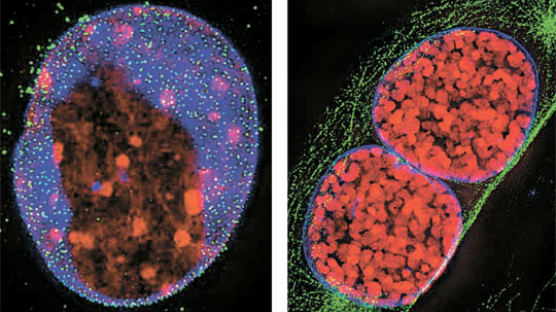 세포 속속들이 입체로 … 3차원 광학현미경 개발