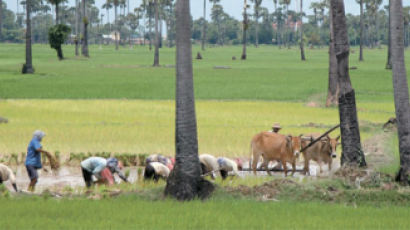 충남도, 캄보디아서 쌀농사 짓는다