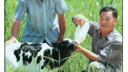 젖소도 명품시대 … “수입품 이길 우유 생산” 나선 고창 농민들