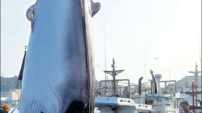 [사진] 4470만원짜리 밍크고래