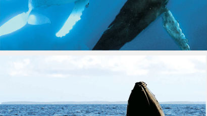 [사진] 남태평양서 데이트 즐기는 혹등고래
