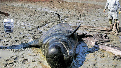 [사진] 들쇠고래 서해안서 연쇄죽음
