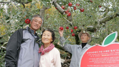 국내 최고령‘78세 사과나무’올해도 풍년