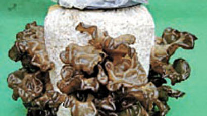 목이버섯 인공재배법 국내 첫 개발