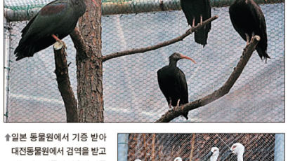 ‘귀하신 몸’ 따오기·황새 대전동물원에 둥지 틀다
