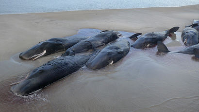 향유고래 수십마리 호주 해안가서 떼죽음