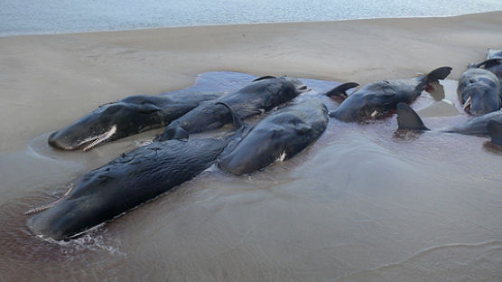 향유고래 수십마리 호주 해안가서 떼죽음