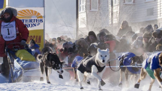 [사진] 북극권 1600㎞ 달리는 개썰매 경주