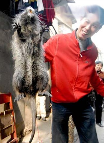 중국에서 고양이보다 큰 '슈퍼쥐' 잡혀