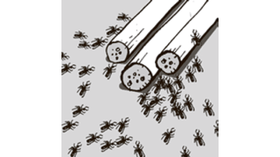 [우리말바루기] ‘개미’가 있다