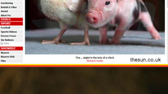 [사진] 병아리만한 '아기 돼지' 분양 문의 폭주