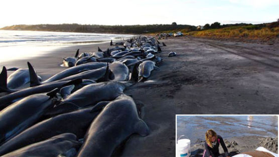 [사진] 해안으로 올라온 200마리 고래·돌고래