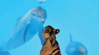 [사진] 돌고래와 호랑이의 만남
