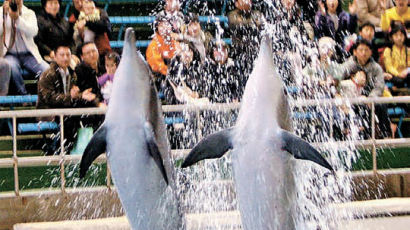 [사진] 돌고래의 봄 기지개