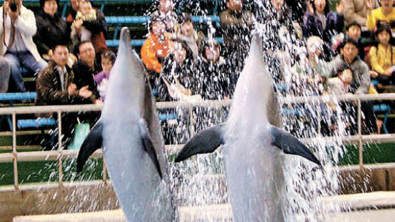 [사진] 돌고래의 봄 기지개
