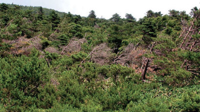 온난화에 쫓기는 구상나무 … 한라산 숲 36년간 34% 줄어