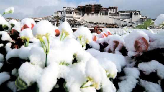 [사진] 긴장의 티베트 포근히 감싼 눈꽃