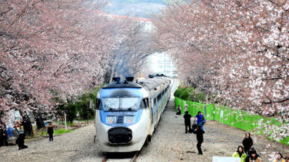 [사진] '벚꽃터널' 지나는 열차