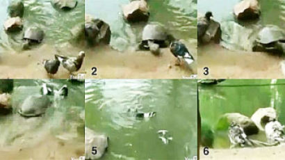 ‘비둘기 잡아먹는 거북’ 카메라에 잡혔다