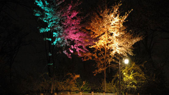 서울시민의 벚꽃축제 명소로 떠오르는 남산