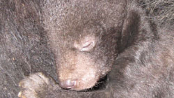 [브리핑] 어미 숨진 반달곰 새끼도 죽은 채 발견