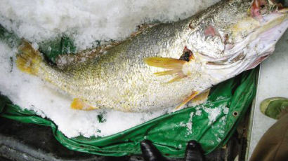 생선 한마리에 2억원…중국인이 잡아 올린 황금 생선