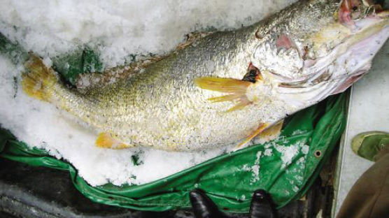 생선 한마리에 2억원…중국인이 잡아 올린 황금 생선